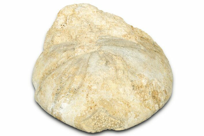 Unprepped Jurassic Sea Urchin (Clypeus) Fossil - England #325949